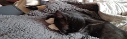 Mixed Breed cats for sale: 5 kittys  - Advert 8