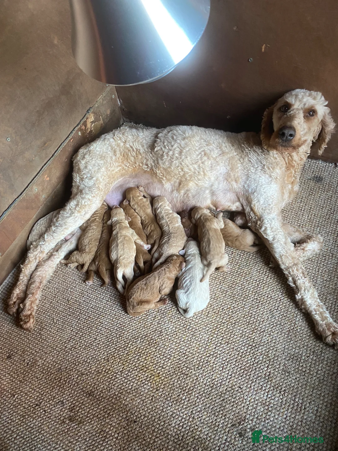 Irish Doodle dogs for sale: 5 stunning Irish doodles. Ready today in Carlisle - Advert 7