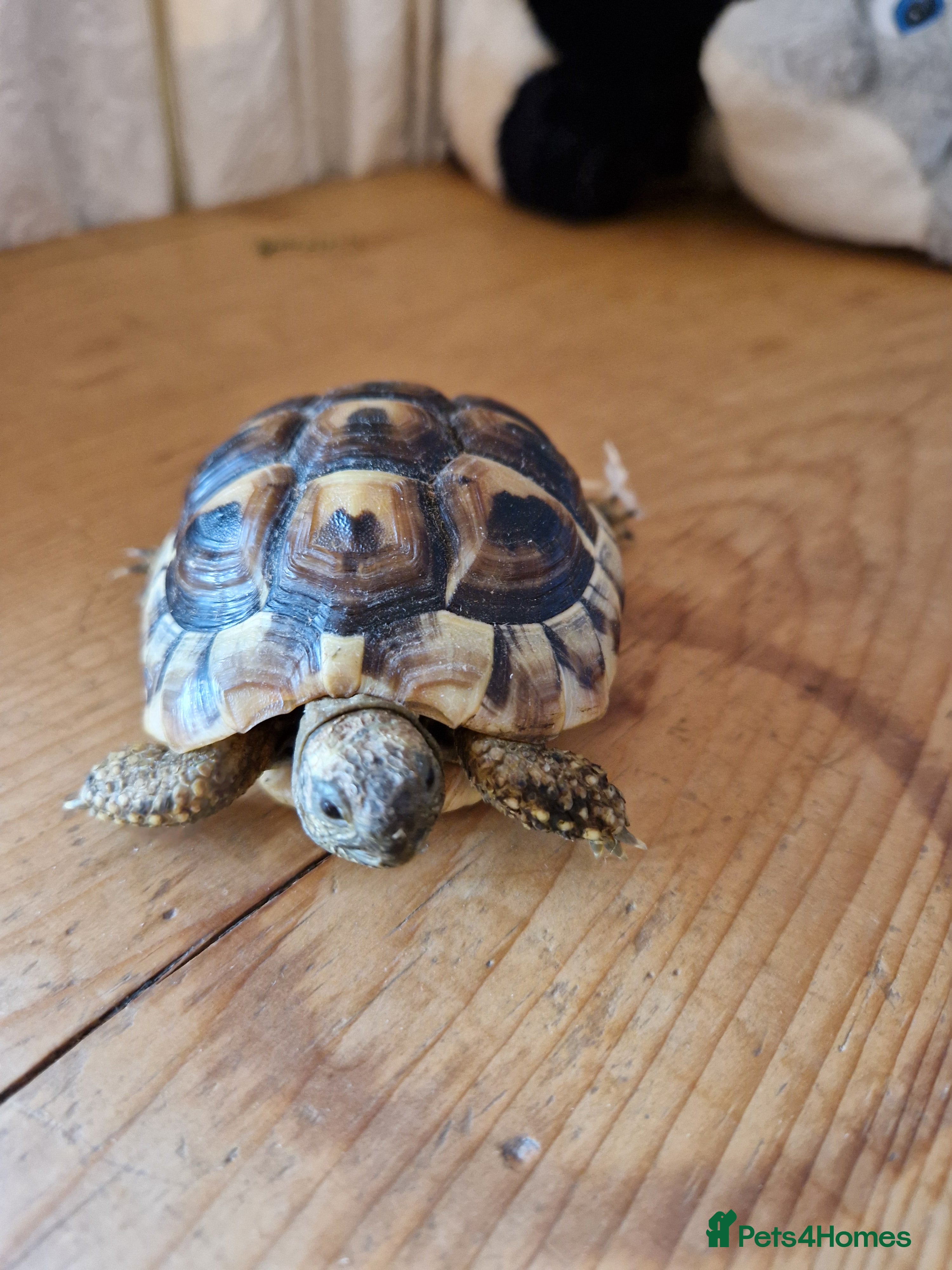 Hermann Tortoise reptiles Hermanns Tortoises - Advert 1