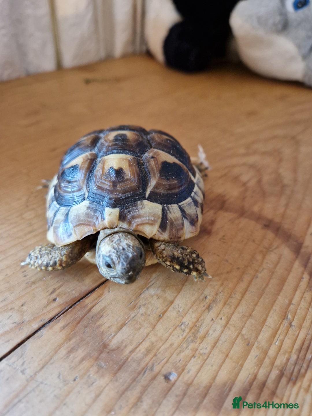 Hermann Tortoise reptiles for sale: Hermanns Tortoises - Advert 1