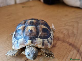 Hermann Tortoise reptiles Hermanns Tortoises - Advert 1