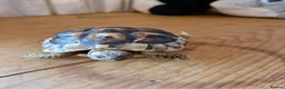 Hermann Tortoise reptiles for sale: Hermanns Tortoises - Advert 1