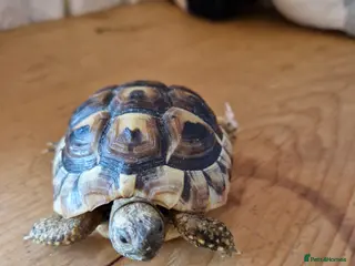 Hermann Tortoise reptiles Hermanns Tortoises - Advert 2