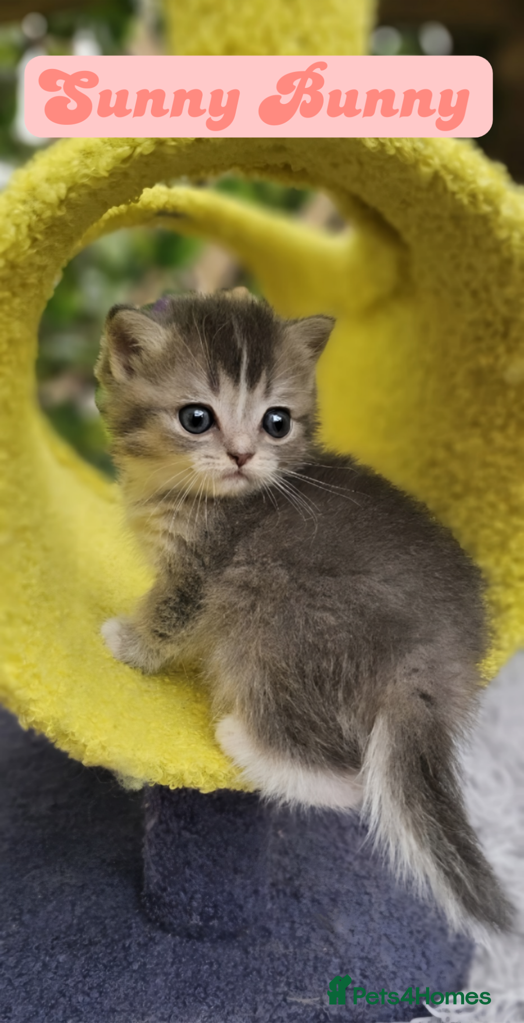 Ragdoll cats 💖 2 Beautiful Kittens 💖 - Advert 18