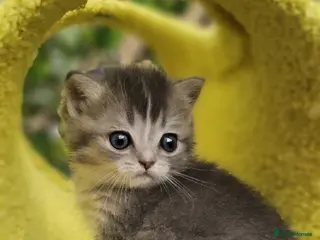 Ragdoll cats 💖 2 Beautiful Kittens 💖 - Advert 18