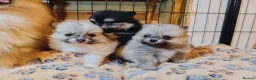 Pomeranian dogs for sale: 1 girl left - KC registered pomeranian puppies - Advert 6