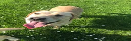 Labrador Retriever dogs for sale: Chunky Labrador Puppies - Advert 4