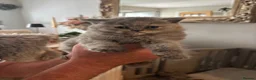 British Shorthair cats for sale: Stunning Gccf reg litter  - Advert 11