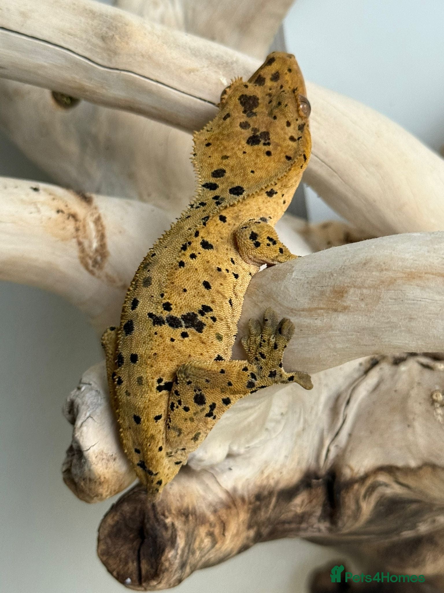 Gecko reptiles 2 x full paired crested gecko set ups available  - Advert 1