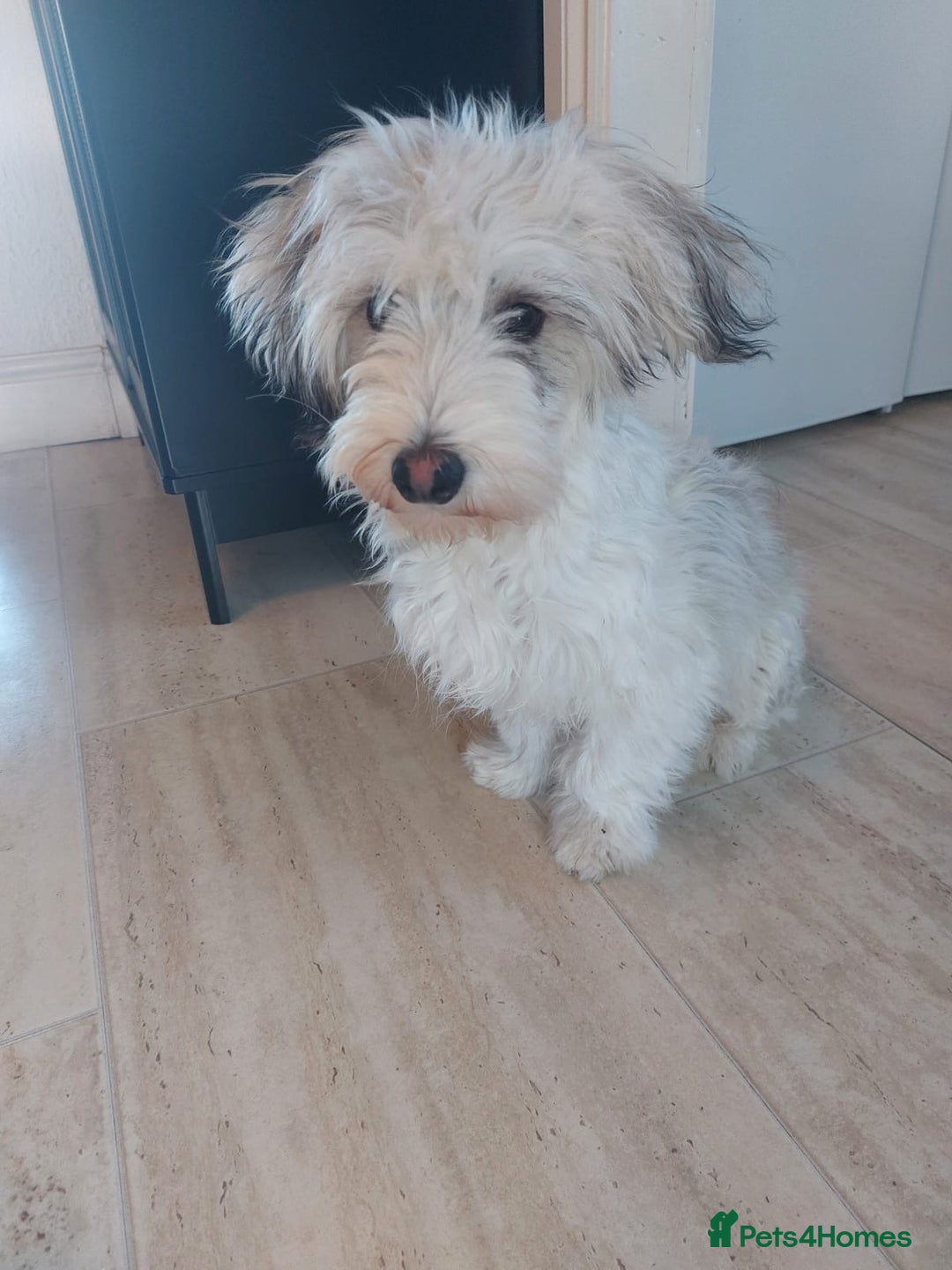 Mixed Breed dogs for adoption: George  - Advert 3