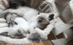 Tonkinese cats for sale: Superb Tonkdoll Kittens - Image 11
