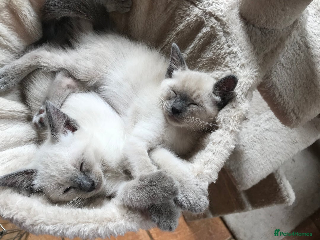 Tonkinese cats for sale: Superb Tonkdoll Kittens - Image 11