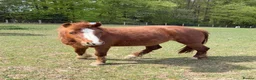 Welsh Section A horses for sale: Brave, cheeky little mare.  - Advert 4