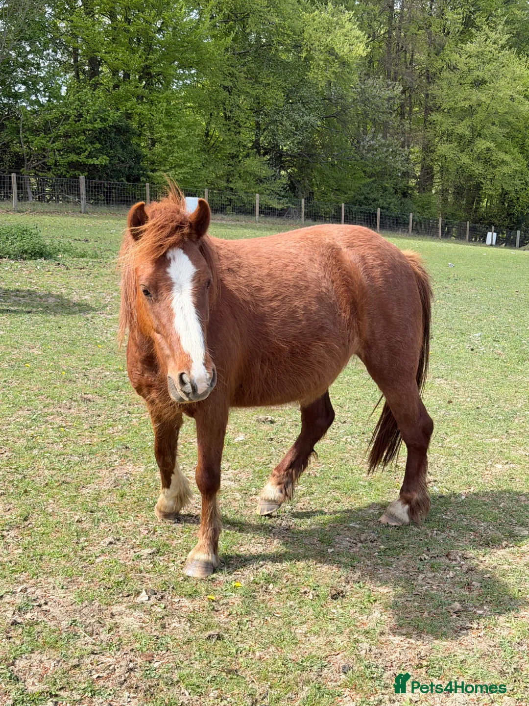 Welsh Section A horses for sale: Brave, cheeky little mare.  - Advert 4