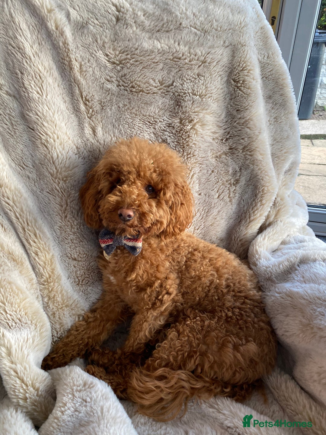 Toy Poodle dogs for stud: RED TOY POODLE KC REGISTERED PROVEN STUD in Derby - Image 3