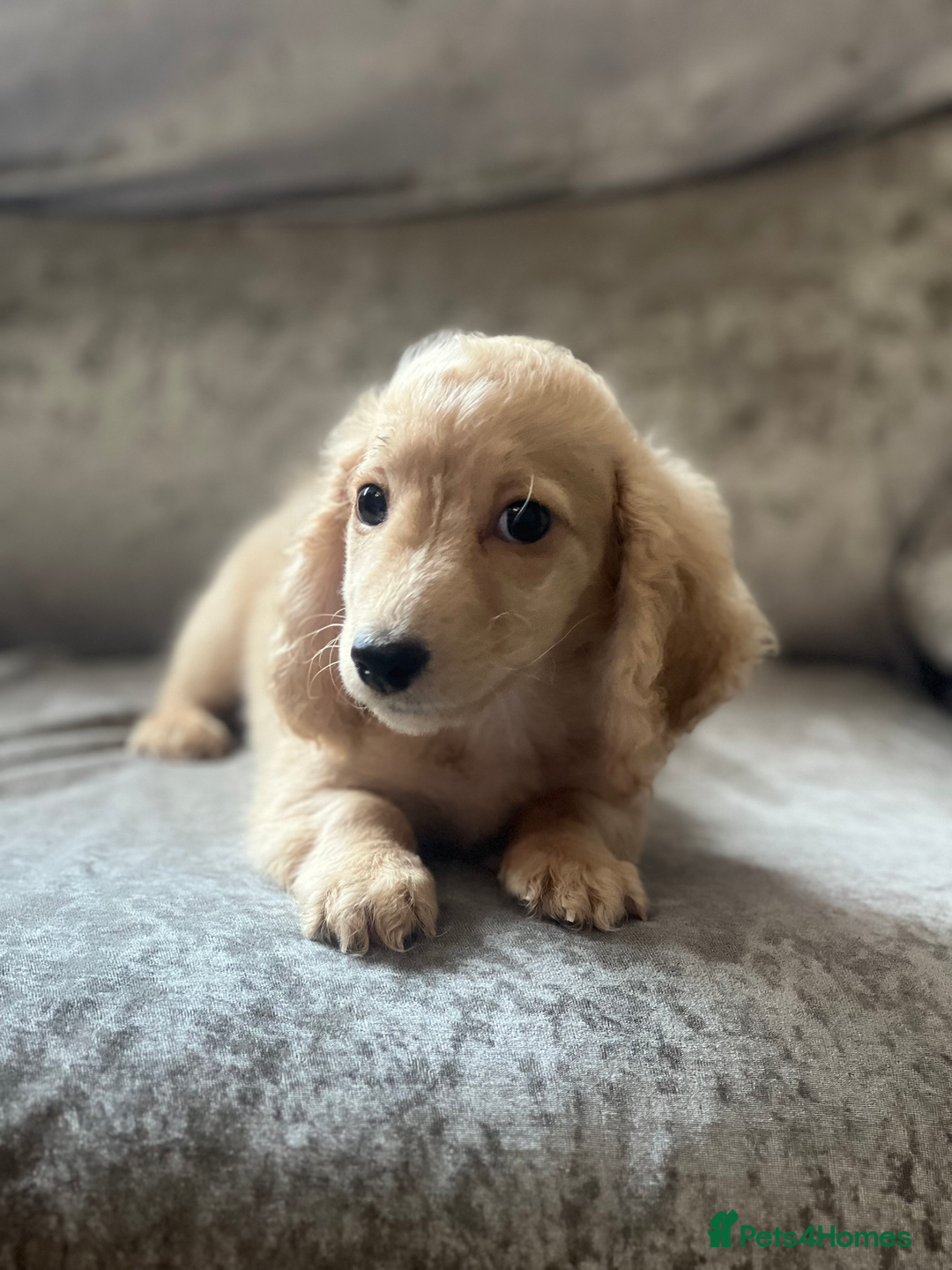 Dachshund dogs for sale: cream KC long haired miniature dachshunds for sale - Image 5