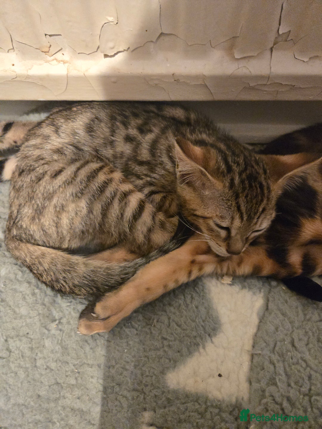 Bengal cats for sale: Two stunning little girls absolutely stunning!!!  - Advert 5