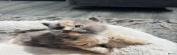 British Longhair cats for sale: Lovely British longhair kittens  - Advert 3