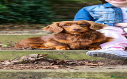 Dachshund dogs for sale: BEAUTIFUL Miniature Dachshund's  - Image 18