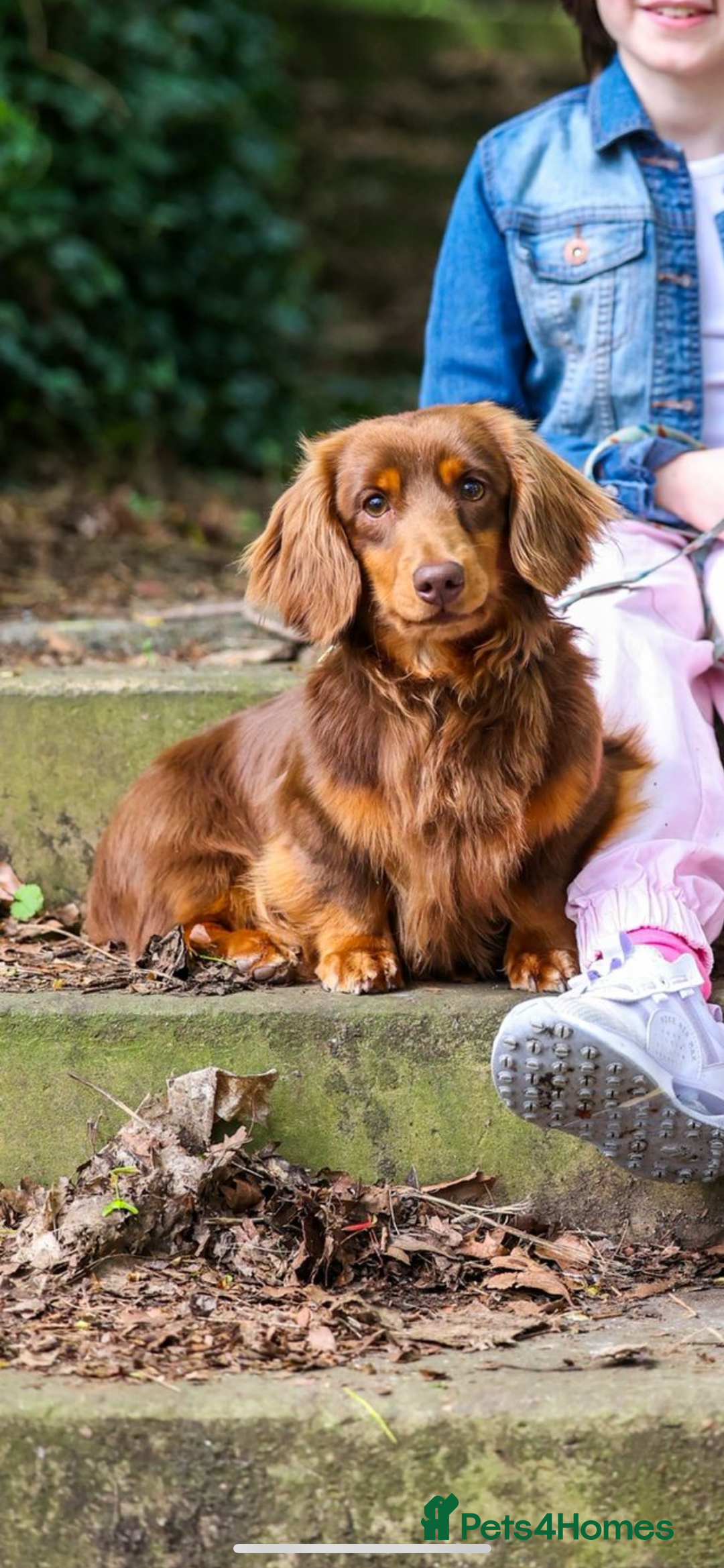 Dachshund dogs for sale: BEAUTIFUL Miniature Dachshund's  - Image 18