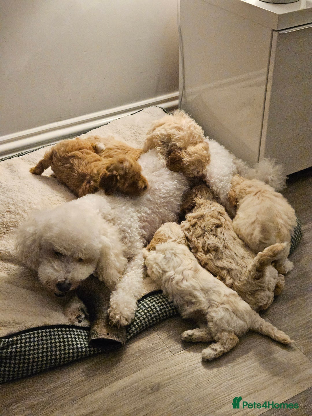 Poochon dogs for sale: 1 girl left!! Poochon pups ready to leave. - Advert 18