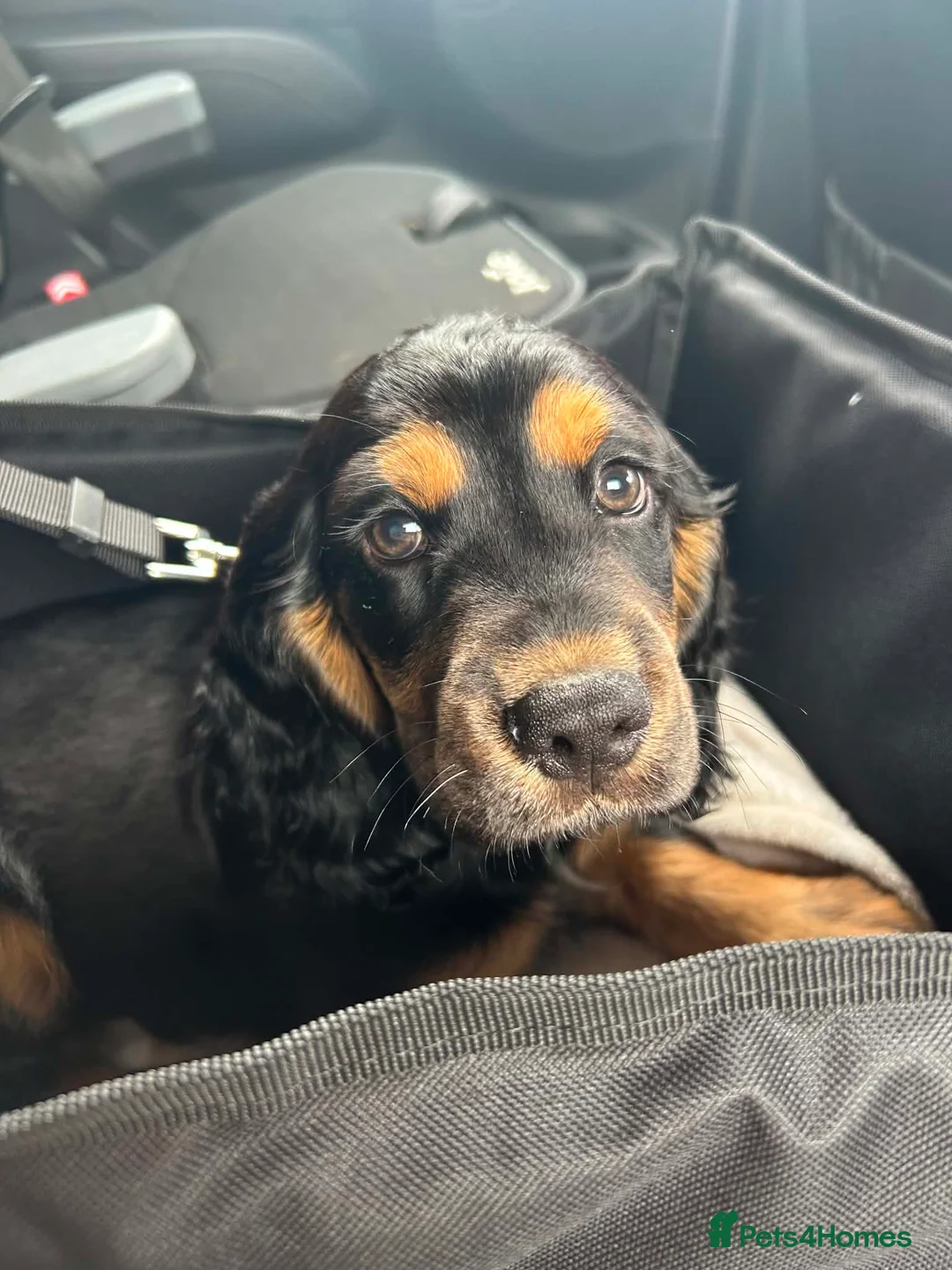 Cocker Spaniel dogs for sale: Show Cocker - 1 Tan Boy in Tilbury - Advert 2