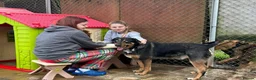 Mixed Breed dogs for adoption: Jack - Norwich Norfolk  in Norwich - Advert 18