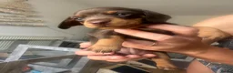 Miniature Dachshund dogs for sale: Exceptional Miniature Dachshunds Babies in Littleborough - Advert 15