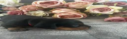 Miniature Dachshund dogs for sale: Beautiful well socialised Miniature Dachshunds in Tamworth - Advert 2