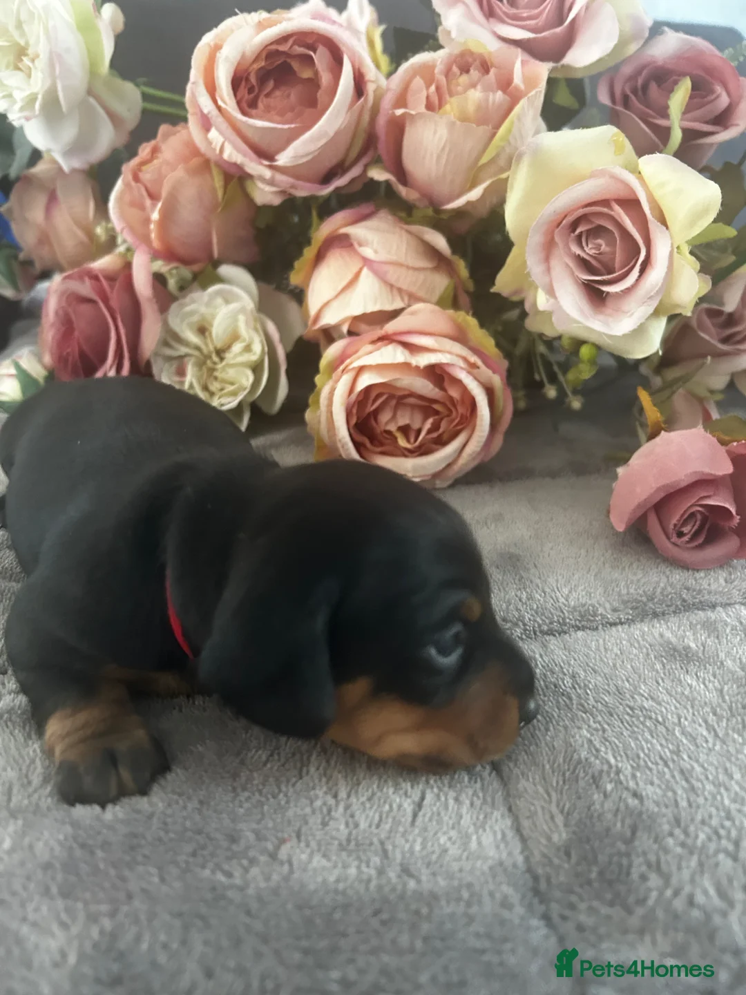 Miniature Dachshund dogs for sale: Beautiful well socialised Miniature Dachshunds in Tamworth - Advert 2