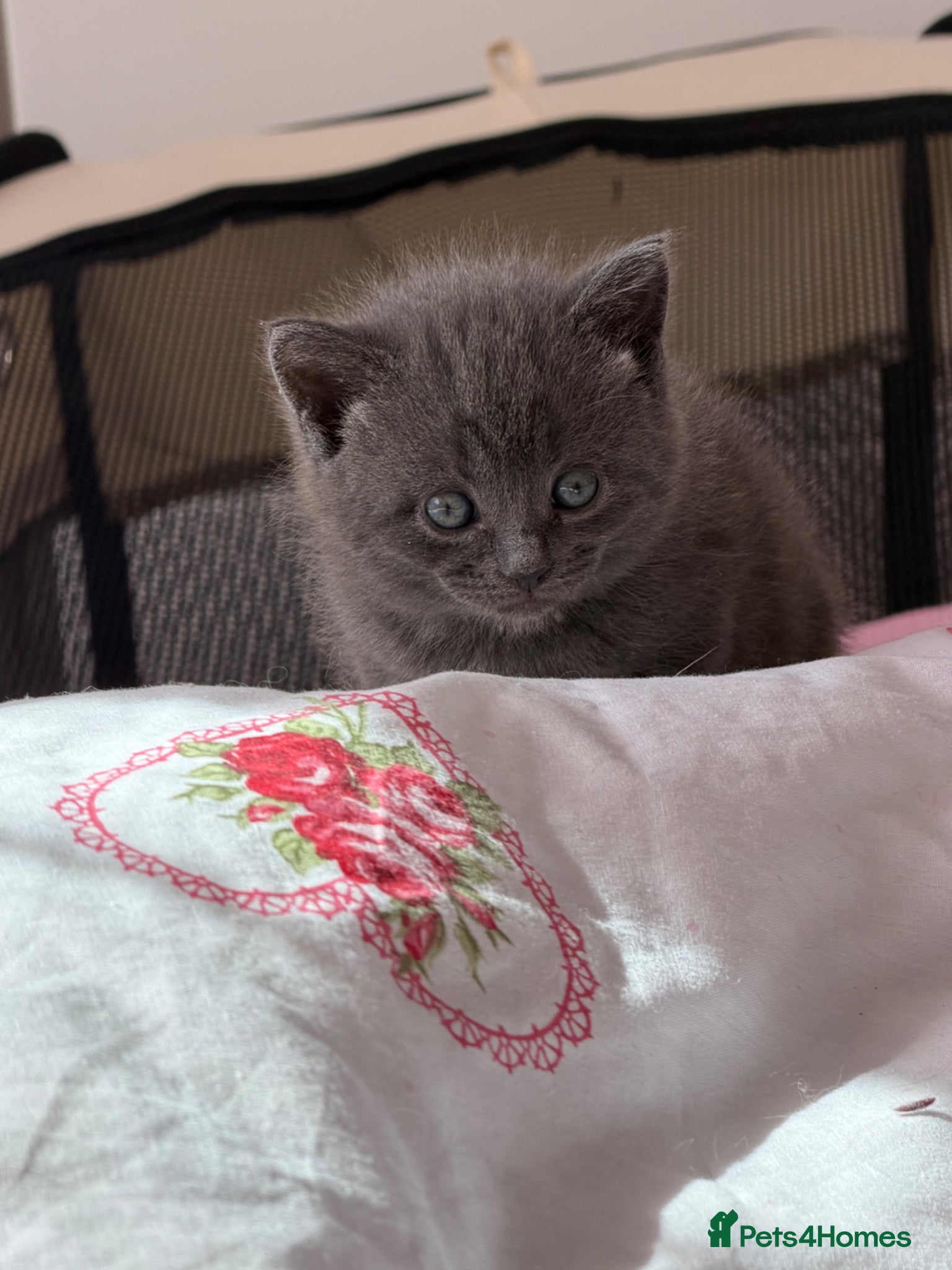Mixed Breed cats Beautiful British Shorthair Mixed Kittens - Advert 4