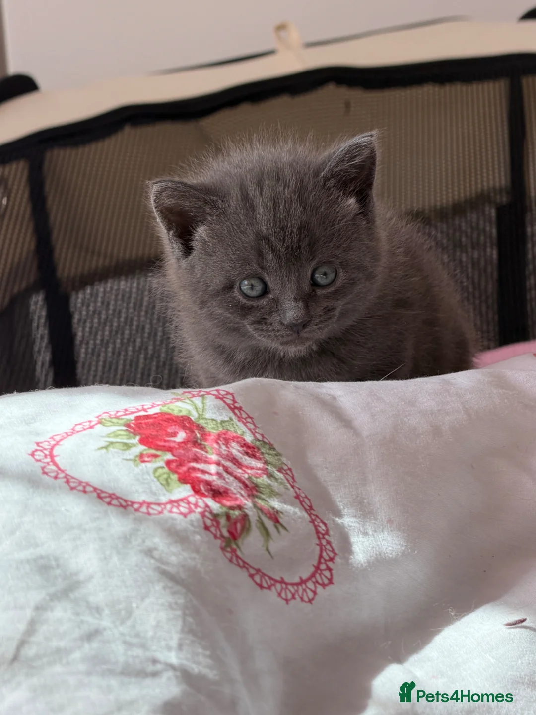 Mixed Breed cats for sale: Beautiful British Shorthair Mixed Kittens - Advert 1