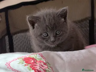 Mixed Breed cats Beautiful British Shorthair Mixed Kittens - Advert 6
