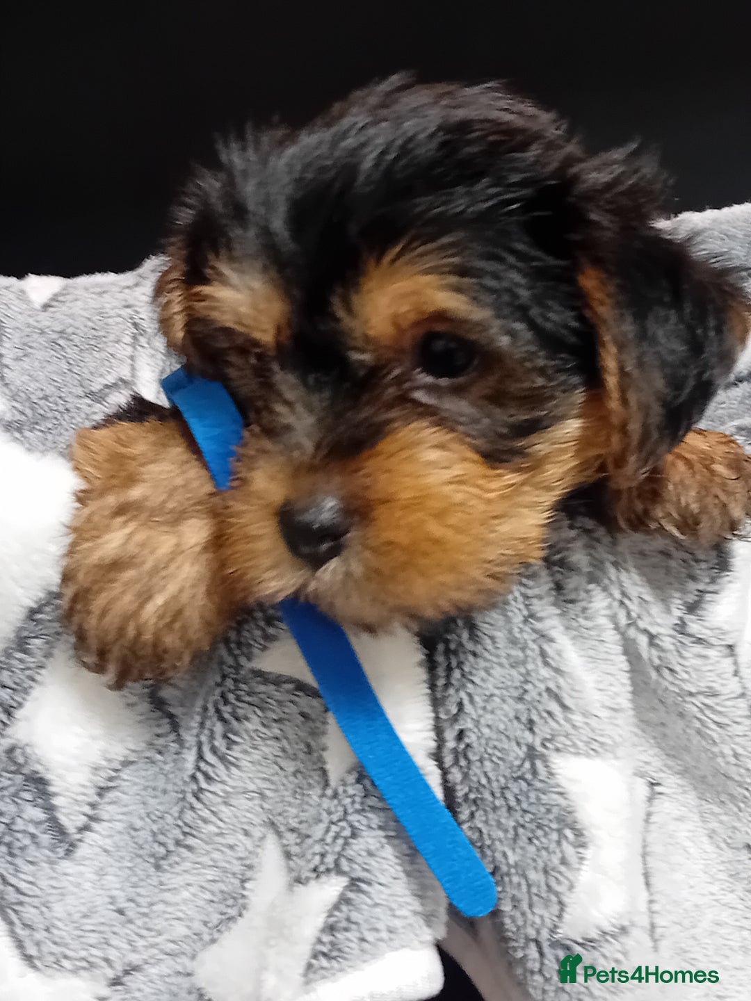 Yorkshire Terrier dogs for sale: Yorkshire Terrier Puppies 2 Boys and 1 Girl - Advert 8