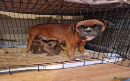 Boxer dogs for sale: Beautiful litter of KC reg bobtail boxer pups - Image 12