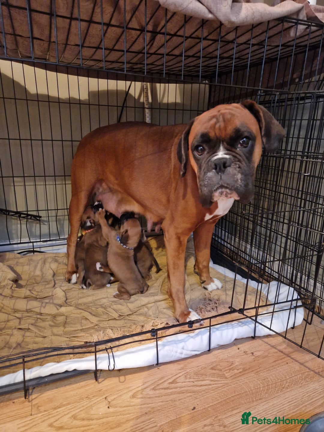 Boxer dogs for sale: Beautiful litter of KC reg bobtail boxer pups - Image 12