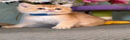 British Longhair cats for sale: British short/longhair odd/blue eyed kittens  - Advert 33