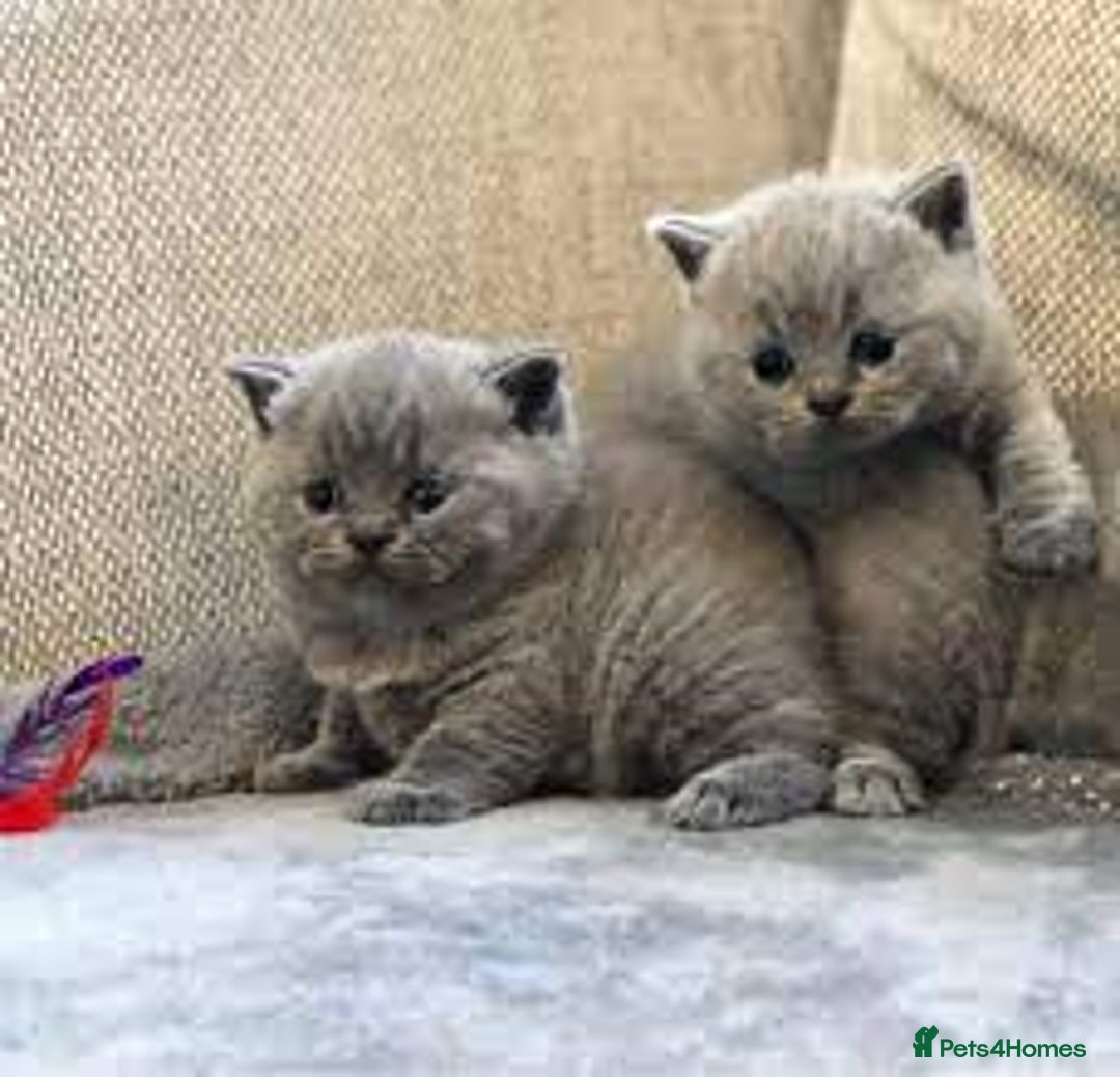 British Shorthair cats for sale: 2 lovely  British shorthair kittens - Advert 1