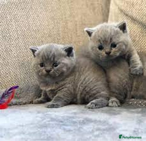 British Shorthair cats 2 lovely British shorthair kittens - Advert 7