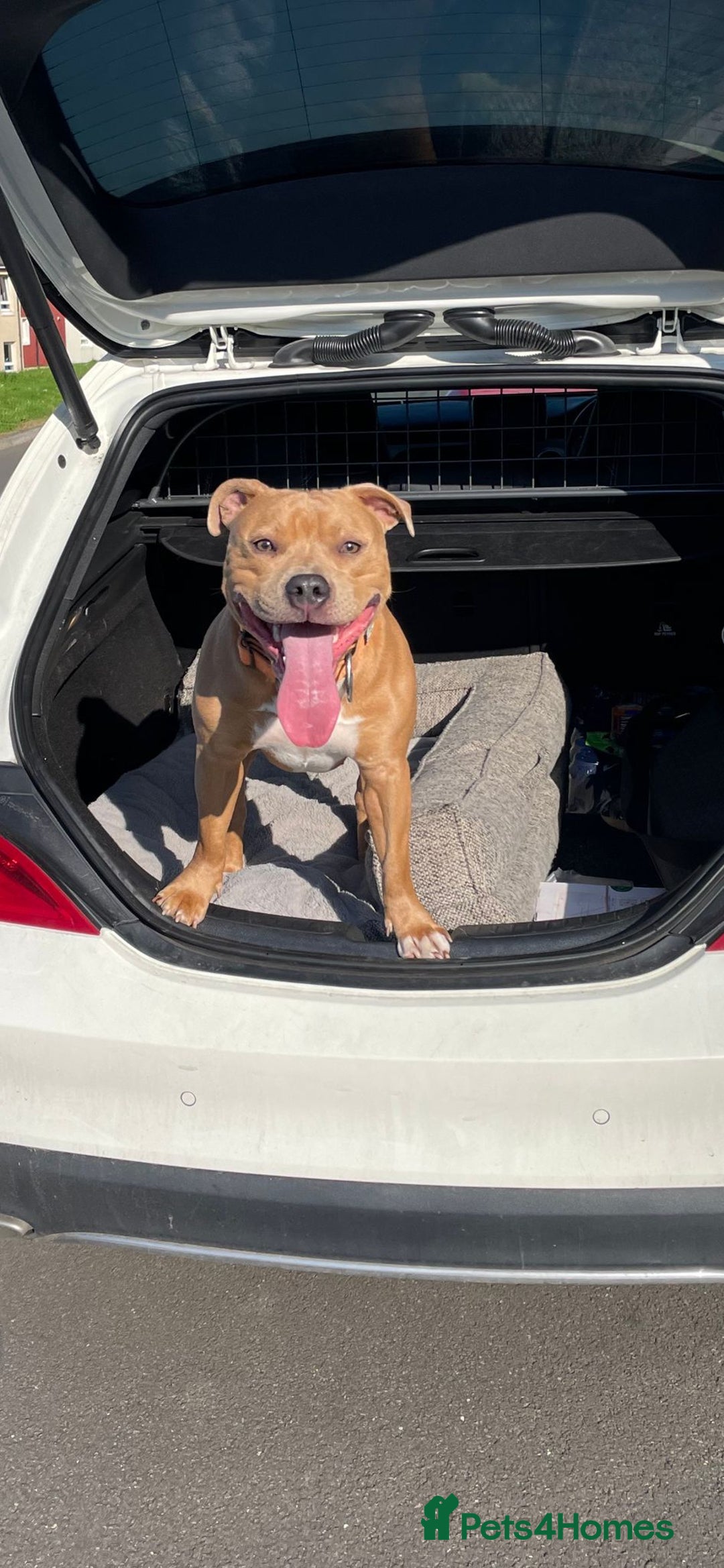 Staffordshire Bull Terrier dogs for stud: BLUE FAWN Staffordshire Bull Terrier Stud in Port Glasgow - Image 5