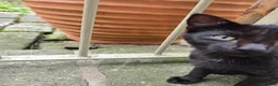 Mixed Breed cats for sale: Black barn cat - cute boy in Skipton - Advert 5