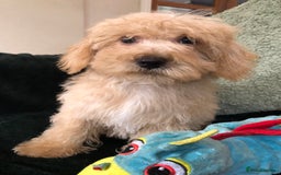 Mixed Breed dogs for sale: shihtzu x toy poodle puppies for sale - Image 14
