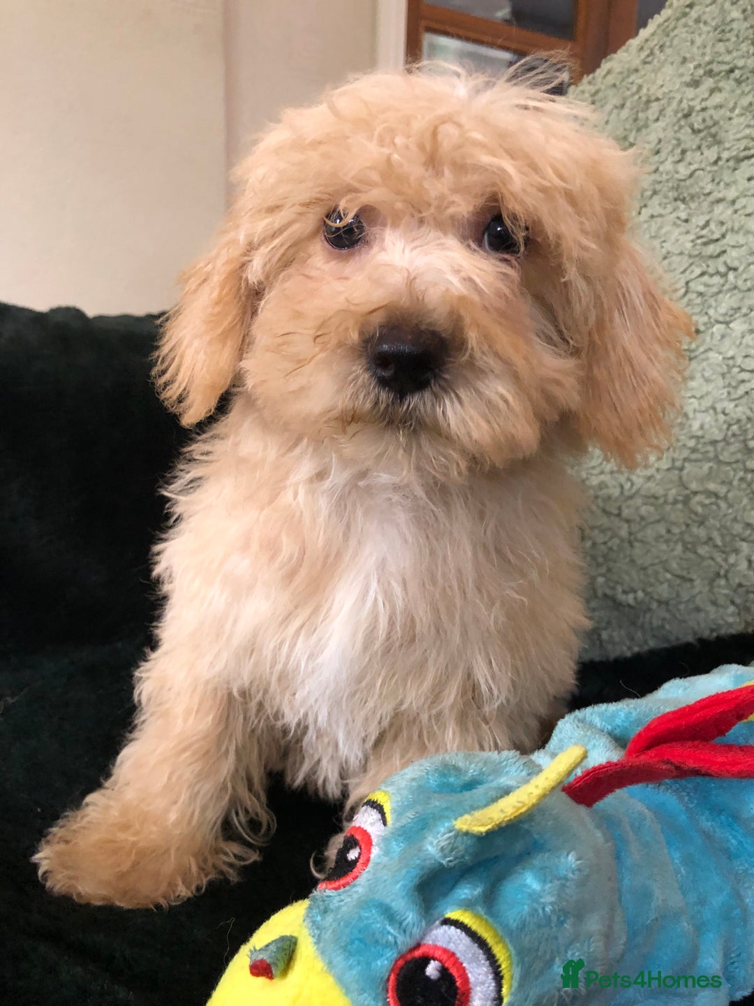 Mixed Breed dogs for sale: shihtzu x toy poodle puppies for sale - Image 14