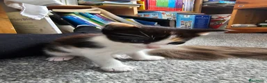 Mixed Breed Kitten 4