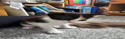 Mixed Breed cats for sale: Ragdoll mix kittens are for sale  - Advert 3