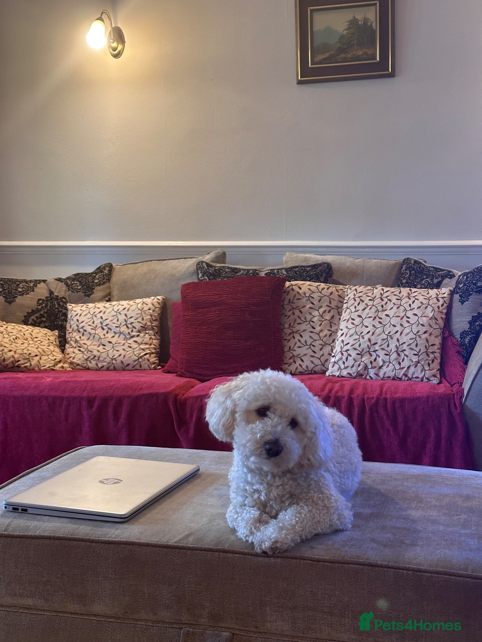 Mixed Breed dogs Charlie - Advert 1