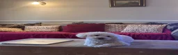 Mixed Breed dogs for stud: Charlie in Broxbourne - Advert 1