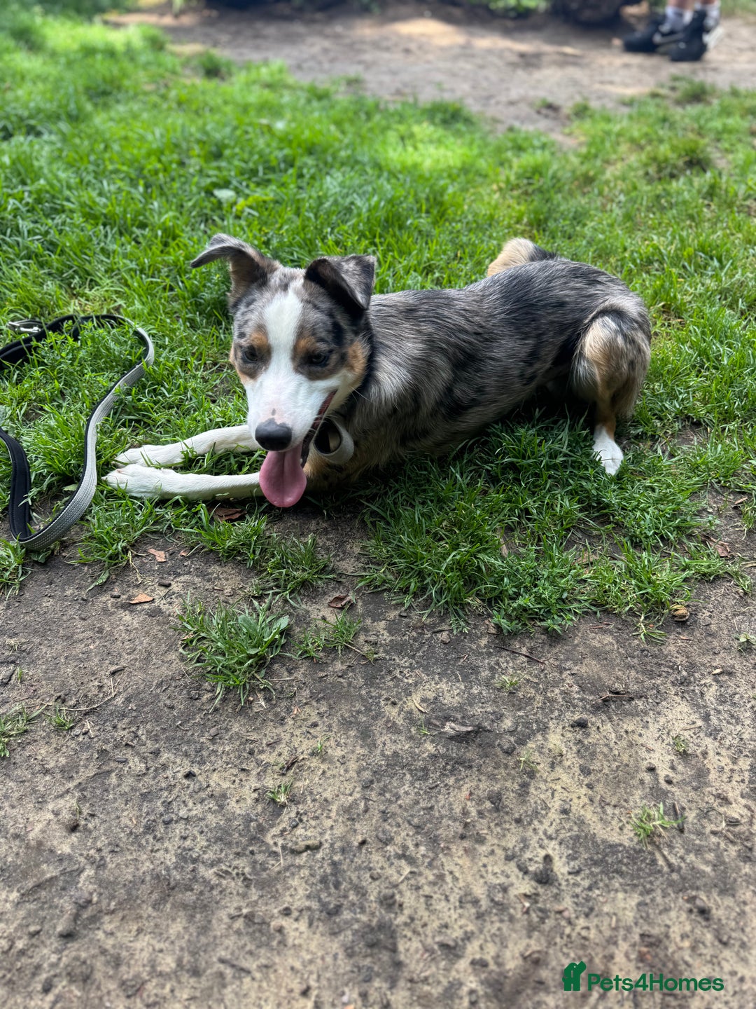 Welsh Collie dogs for sale: Welsh collie boy  - Image 4