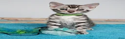 Bengal cats for sale: Superb Quality Bengal Kittens - Advert 8