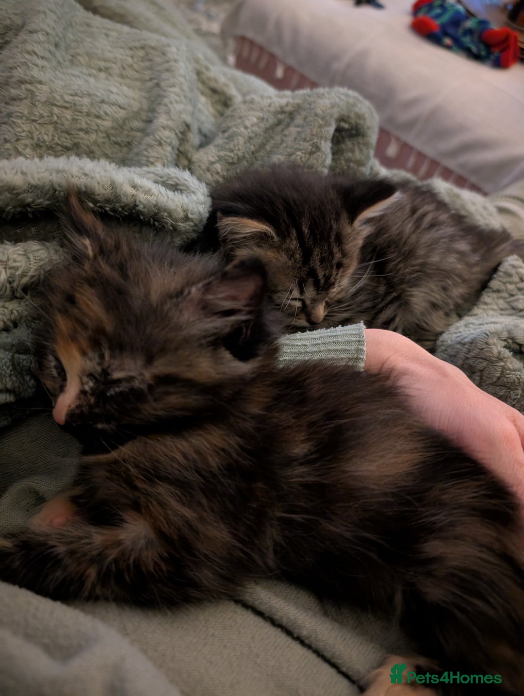 Mixed Breed cats for sale: Beautiful tabby/Calico fluffy kittens  - Advert 13